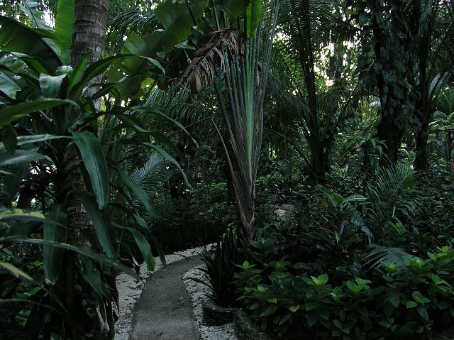3.Siquijor Coco Grove 156.JPG